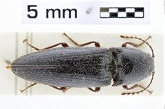 Foto (Dorsalansicht) von Melanotus orbachorum (NHMW-ZOO-COL-0009917)